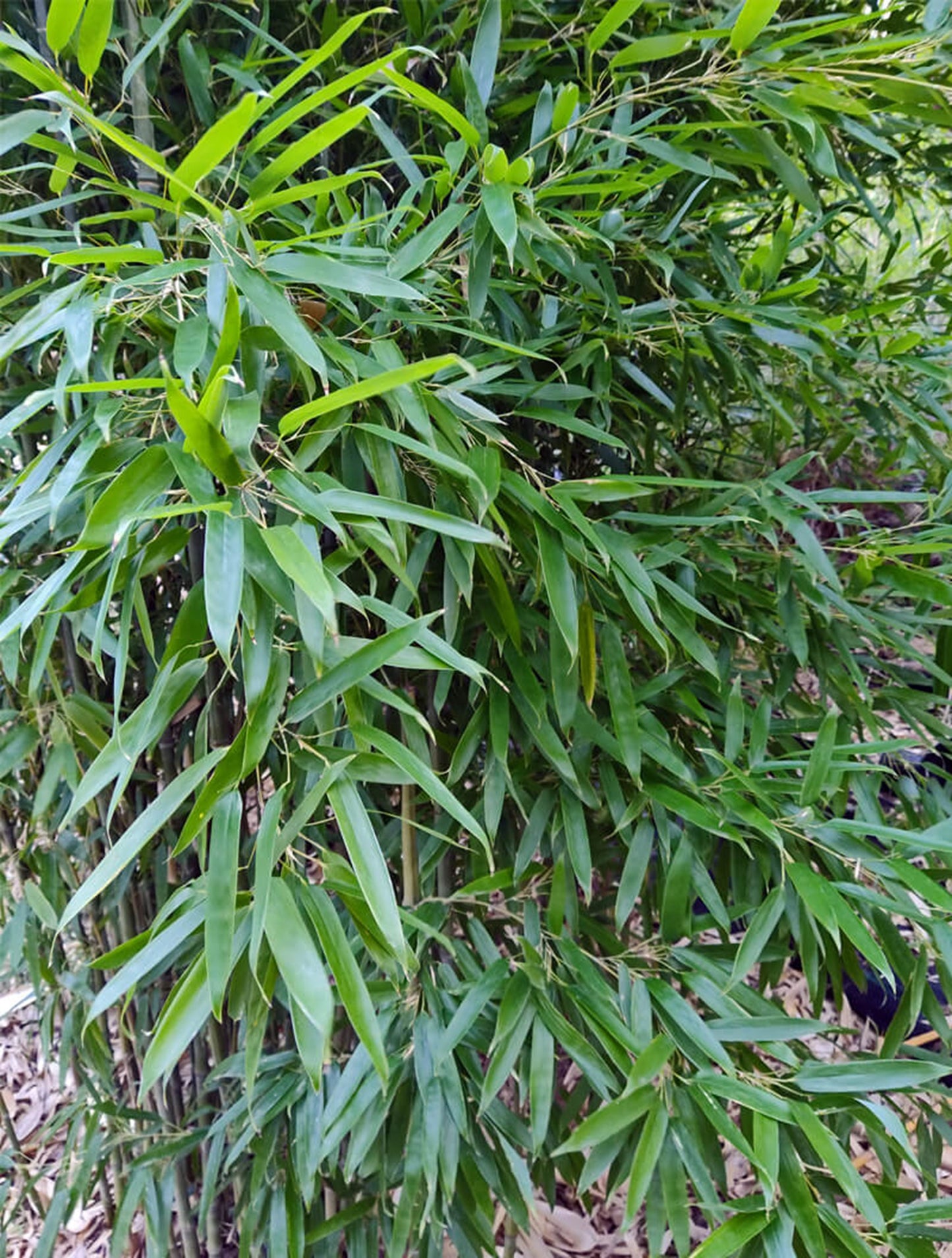 Green River 50 Solid Stem Bamboo Seeds - Tall Bamboo Plant Seeds for Privacy Screens & Garden Landscaping – Premium Bamboo Seeds for Planting Outdoors or in Pots – Non-Invasive Fast-Growing Lawn Plants – Seeds for Gardening & More