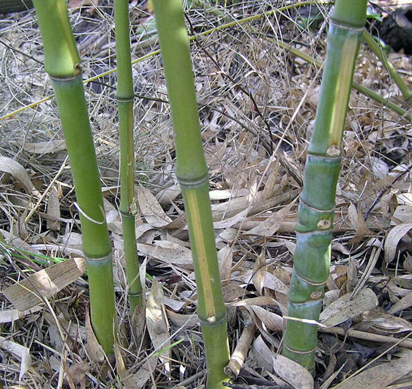 Green River 50 Yellow Stripe Bamboo Seeds - Tall Bamboo Plant Seeds for Privacy Screens & Garden Landscaping – Premium Bamboo Seeds for Planting Outdoors or in Pots – Non-Invasive Fast-Growing Lawn Plants – Seeds for Gardening & More