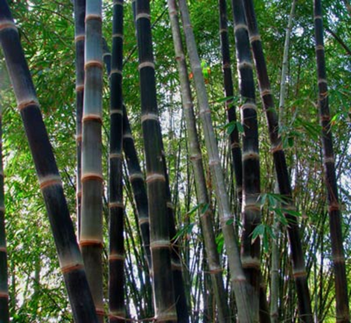 Green River 50 Black Asper Bamboo Seeds - Tall Bamboo Plant Seeds for Privacy Screens & Garden Landscaping – Premium Bamboo Seeds for Planting Outdoors or in Pots – Non-Invasive Fast-Growing Lawn Plants – Seeds for Gardening & More