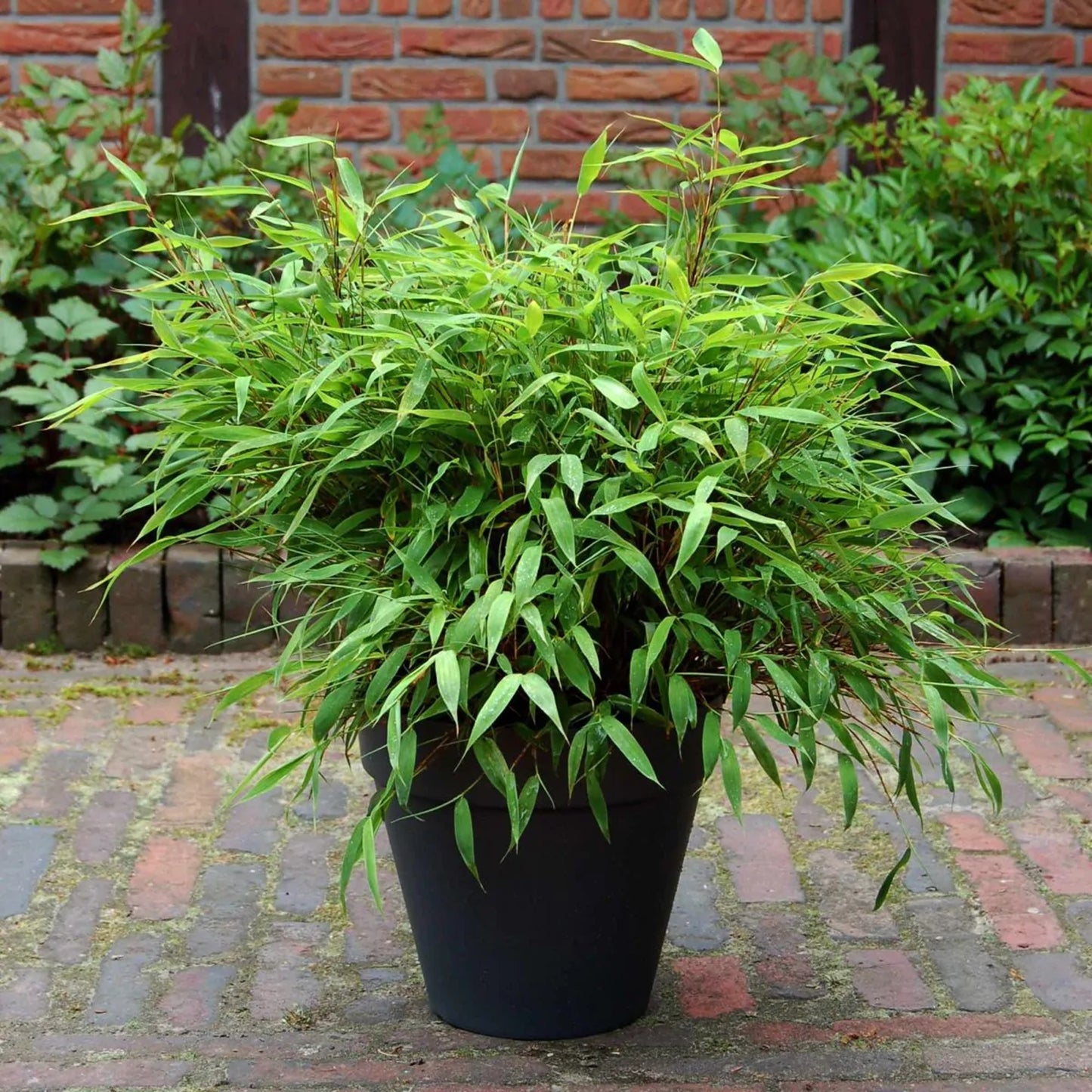 Green River 50 Dwarf Fountain Bamboo Seeds - Tall Bamboo Plant Seeds for Privacy Screens & Garden Landscaping – Premium Bamboo Seeds for Planting Outdoors or in Pots – Non-Invasive Fast-Growing Lawn Plants – Seeds for Gardening & More