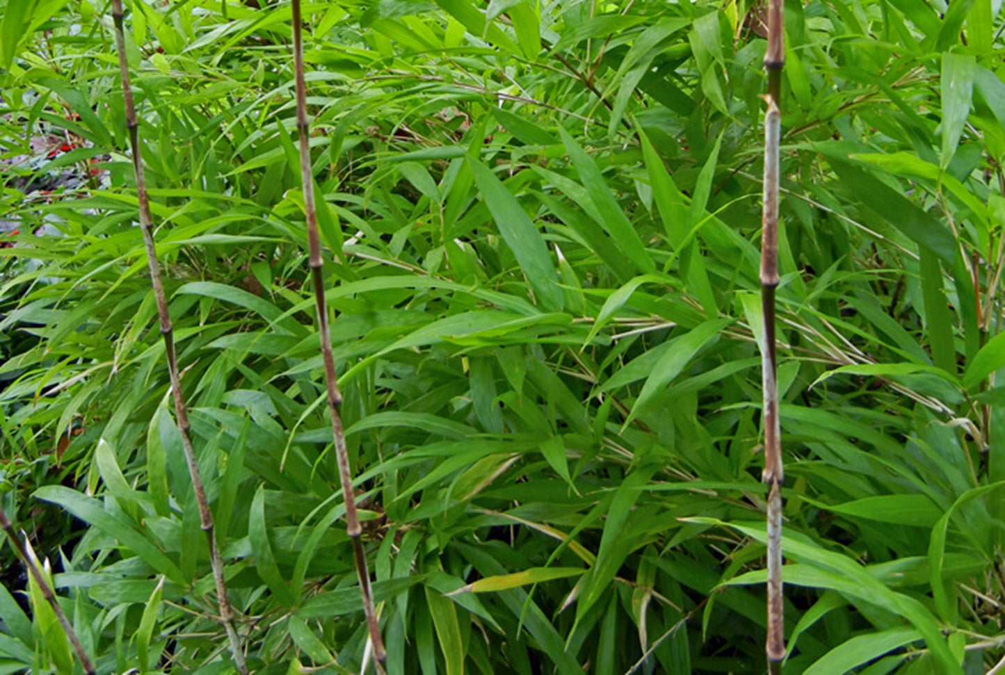 50 Marbled Bamboo Seeds Privacy Plant Garden Shade Exotic Screen 277 US SELLER