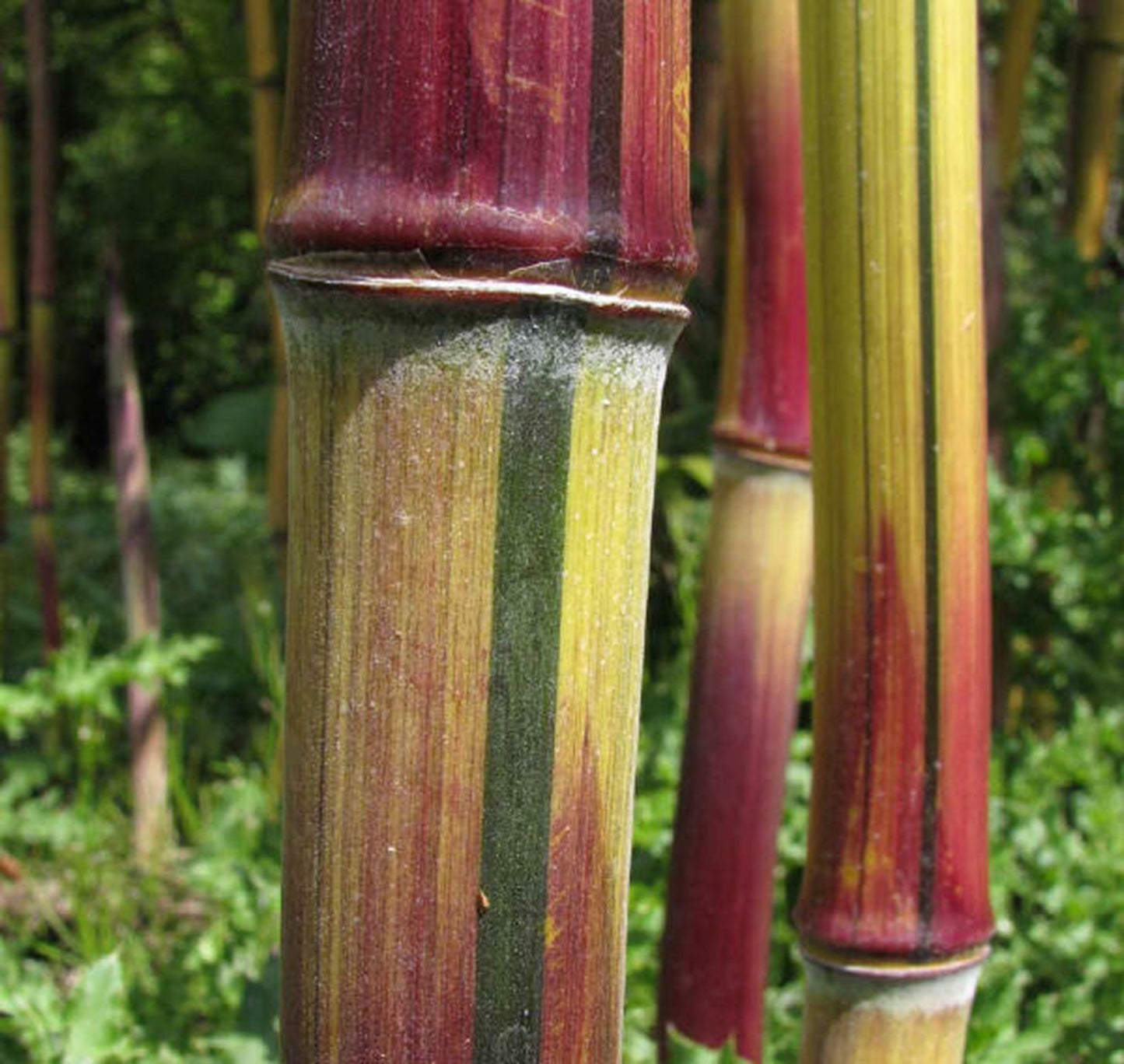 Green River 50 Harbin Inversa Bamboo Seeds - Tall Bamboo Plant Seeds for Privacy Screens & Garden Landscaping – Premium Bamboo Seeds for Planting Outdoors or in Pots – Non-Invasive Fast-Growing Lawn Plants – Seeds for Gardening & More