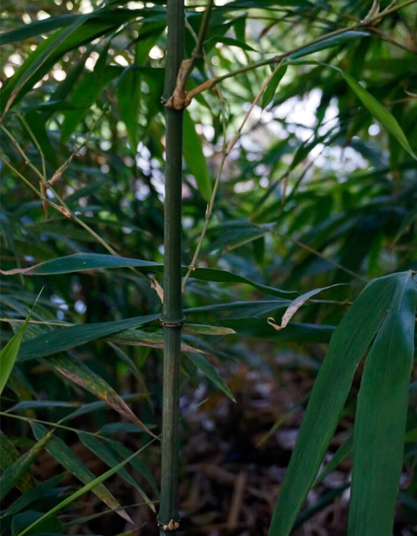 Green River 50 Square Stem Bamboo Seeds - Tall Bamboo Plant Seeds for Privacy Screens & Garden Landscaping – Premium Bamboo Seeds for Planting Outdoors or in Pots – Non-Invasive Fast-Growing Lawn Plants – Seeds for Gardening & More