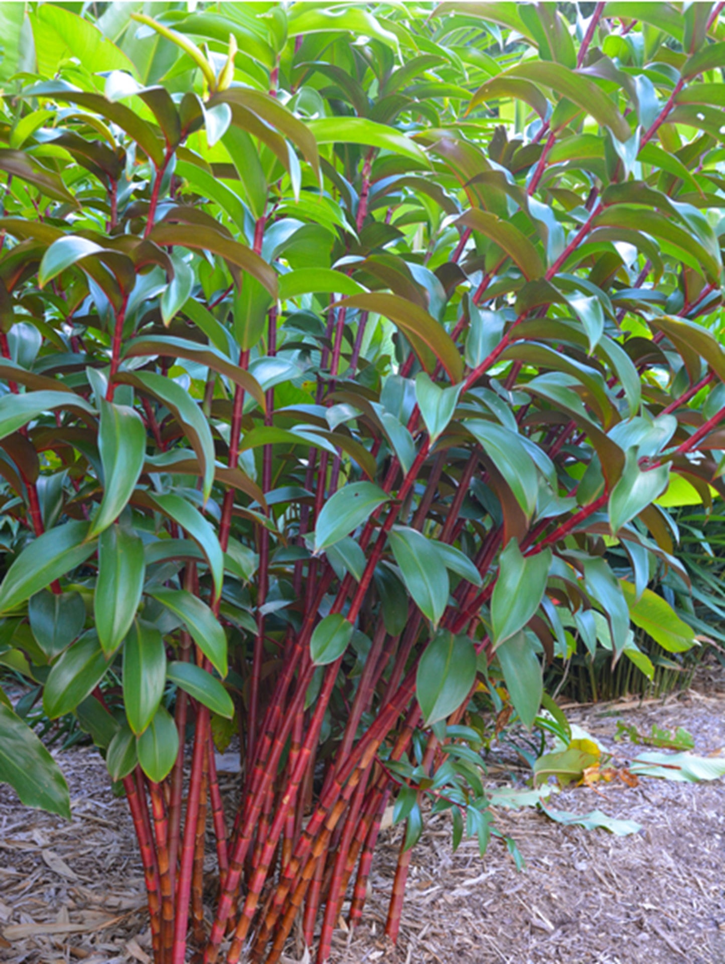 Green River 50 Red Stem Bamboo Seeds - Tall Bamboo Plant Seeds for Privacy Screens & Garden Landscaping – Premium Bamboo Seeds for Planting Outdoors or in Pots – Non-Invasive Fast-Growing Lawn Plants – Seeds for Gardening & More