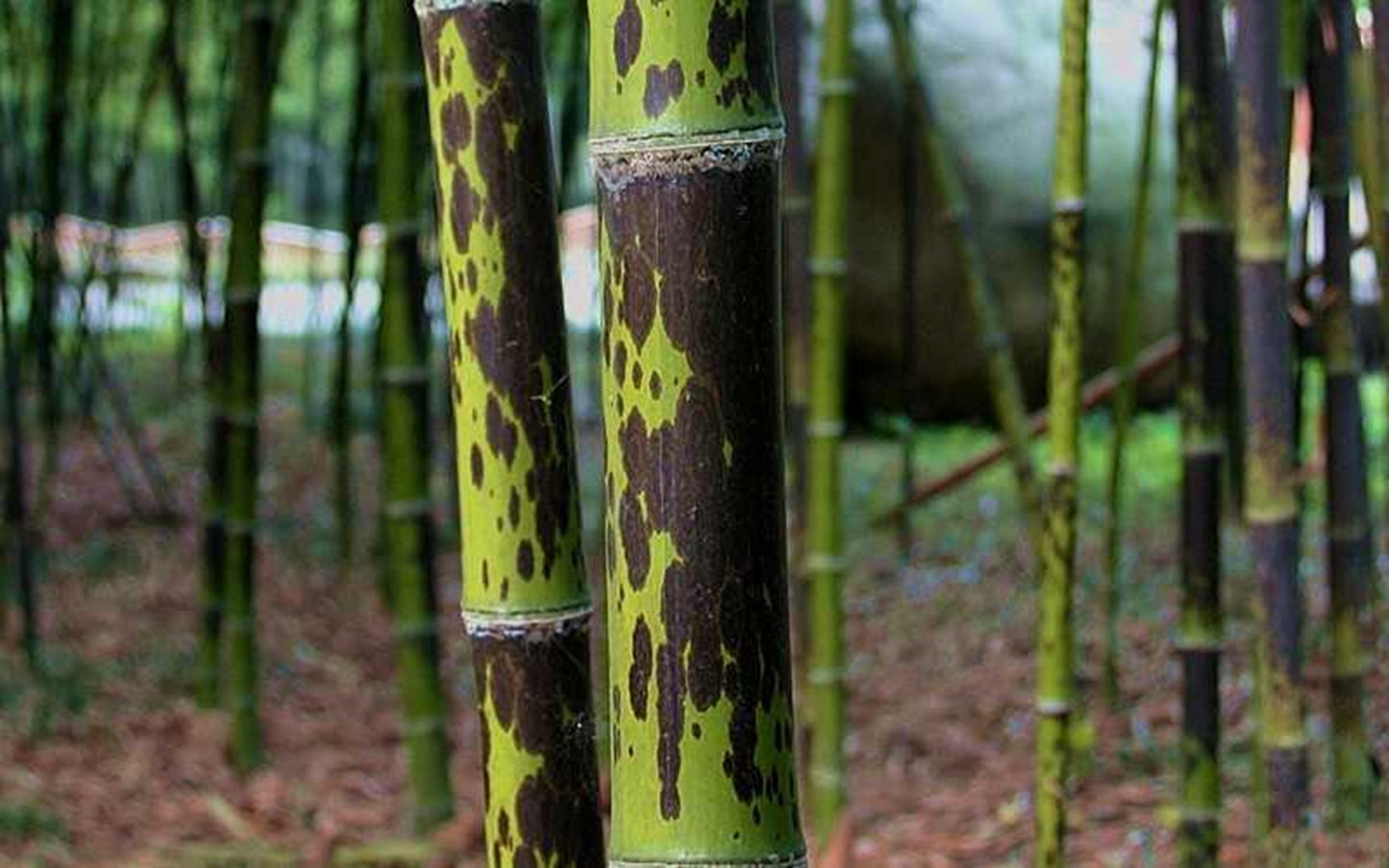 Green River 50 Leopard Bamboo Seeds - Tall Bamboo Plant Seeds for Privacy Screens & Garden Landscaping – Premium Bamboo Seeds for Planting Outdoors or in Pots – Non-Invasive Fast-Growing Lawn Plants – Seeds for Gardening & More