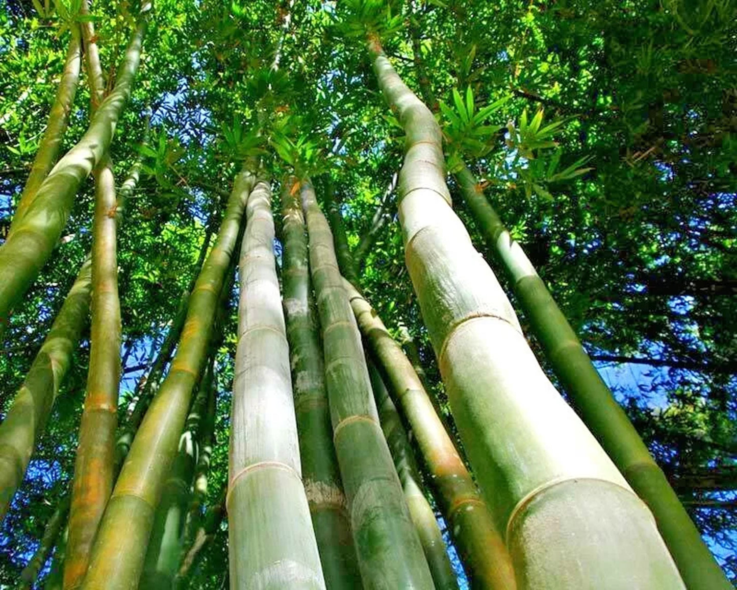 Green River 50 Oldham's Giant Bamboo Seeds - Tall Bamboo Plant Seeds for Privacy Screens & Garden Landscaping – Premium Bamboo Seeds for Planting Outdoors or in Pots – Non-Invasive Fast-Growing Lawn Plants – Seeds for Gardening & More