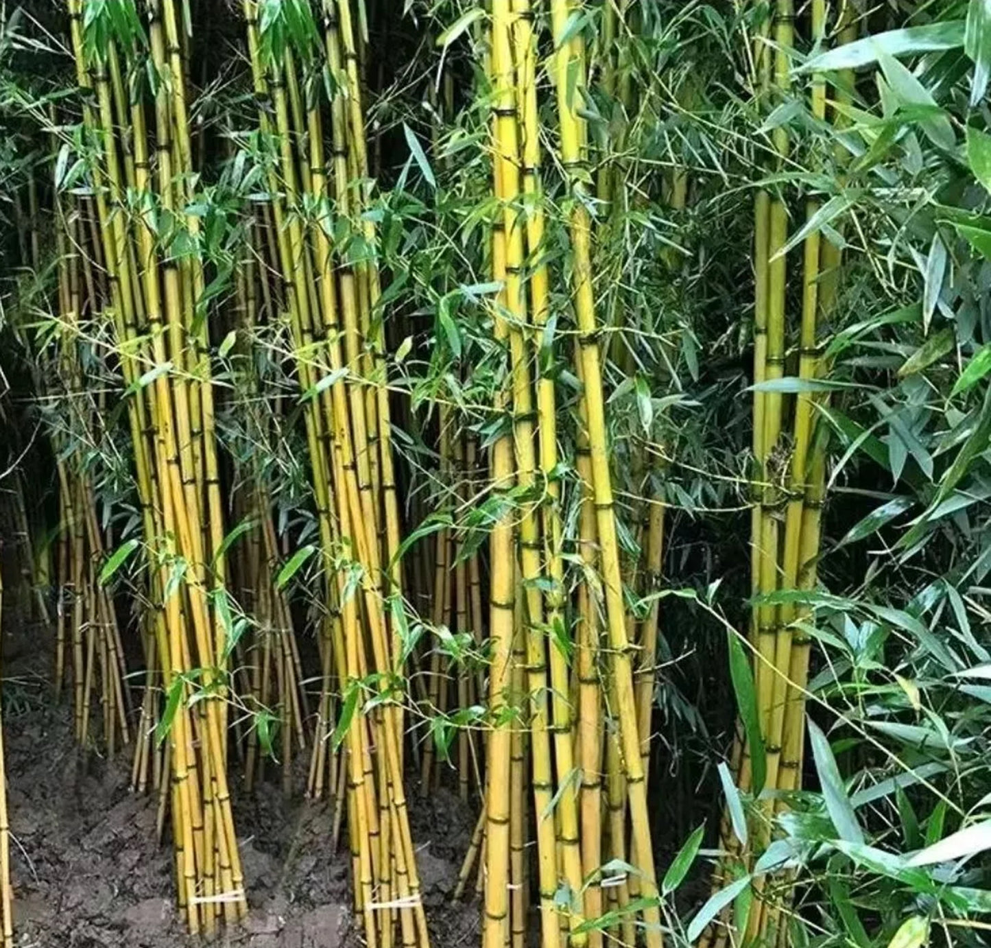 Green River 50 Vulgaris Schrad Bamboo Seeds - Tall Bamboo Plant Seeds for Privacy Screens & Garden Landscaping – Premium Bamboo Seeds for Planting Outdoors or in Pots – Non-Invasive Fast-Growing Lawn Plants – Seeds for Gardening & More