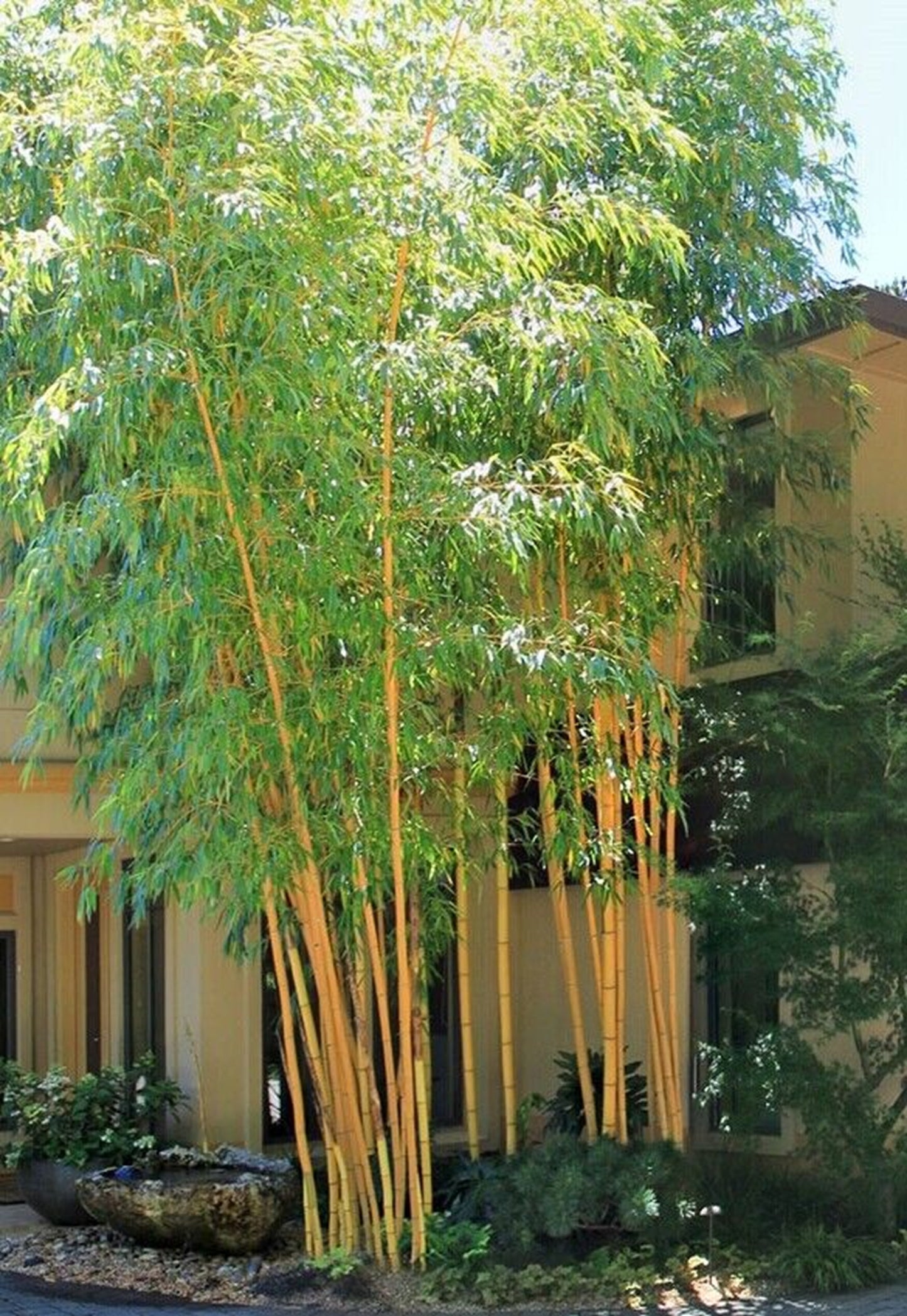 Green River 50 Asian Lemon Bamboo Seeds - Tall Bamboo Plant Seeds for Privacy Screens & Garden Landscaping – Premium Bamboo Seeds for Planting Outdoors or in Pots – Non-Invasive Fast-Growing Lawn Plants – Seeds for Gardening & More