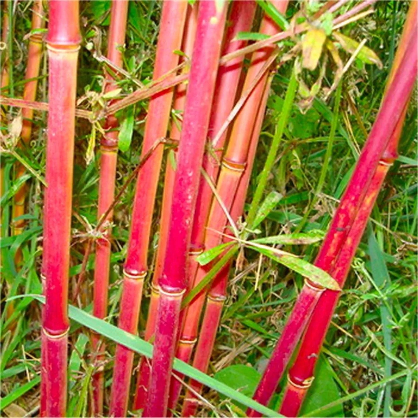 Green River 50 Red Panda Bamboo Seeds - Tall Bamboo Plant Seeds for Privacy Screens & Garden Landscaping – Premium Bamboo Seeds for Planting Outdoors or in Pots – Non-Invasive Fast-Growing Lawn Plants – Seeds for Gardening & More