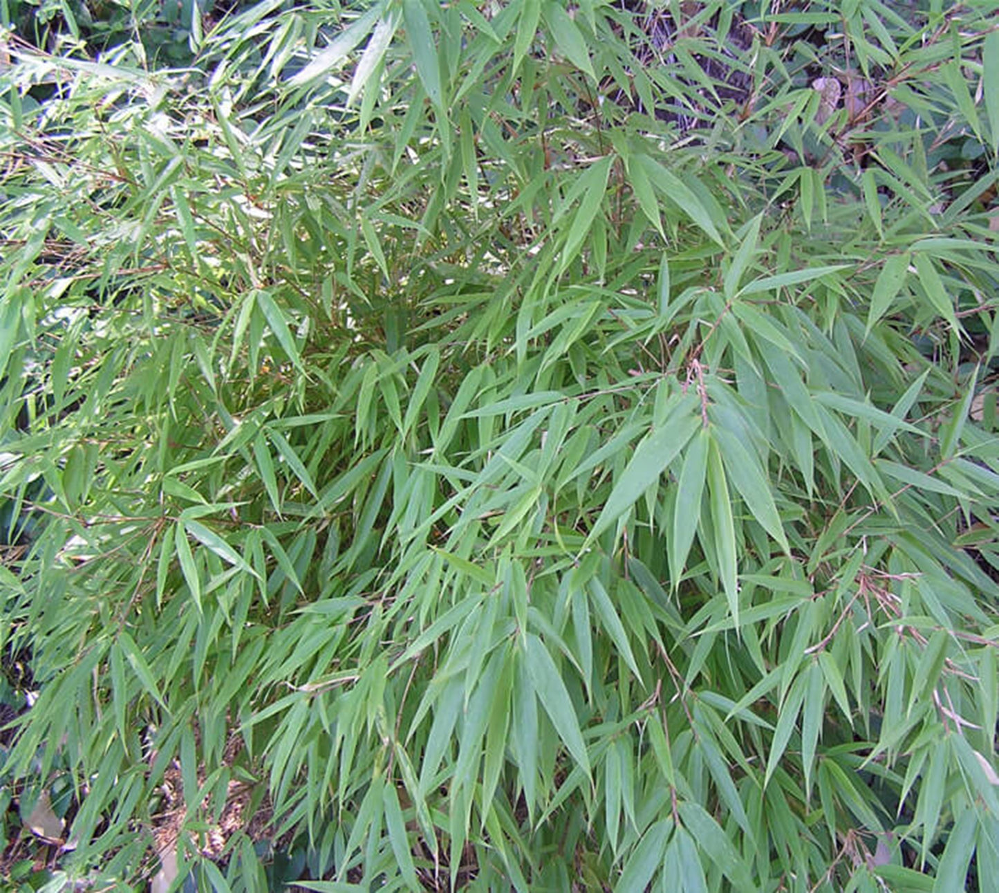 Green River 50 Dragon Head Bamboo Seeds - Tall Bamboo Plant Seeds for Privacy Screens & Garden Landscaping – Premium Bamboo Seeds for Planting Outdoors or in Pots – Non-Invasive Fast-Growing Lawn Plants – Seeds for Gardening & More