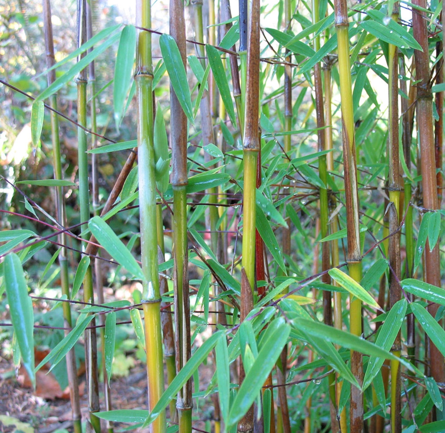 Green River 50 Sunset Glow Bamboo Seeds - Tall Bamboo Plant Seeds for Privacy Screens & Garden Landscaping – Premium Bamboo Seeds for Planting Outdoors or in Pots – Non-Invasive Fast-Growing Lawn Plants – Seeds for Gardening & More