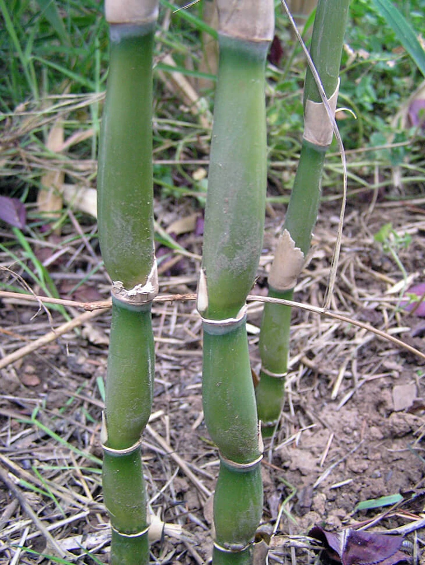 Green River 50 Green Onion Bamboo Seeds - Tall Bamboo Plant Seeds for Privacy Screens & Garden Landscaping – Premium Bamboo Seeds for Planting Outdoors or in Pots – Non-Invasive Fast-Growing Lawn Plants – Seeds for Gardening & More