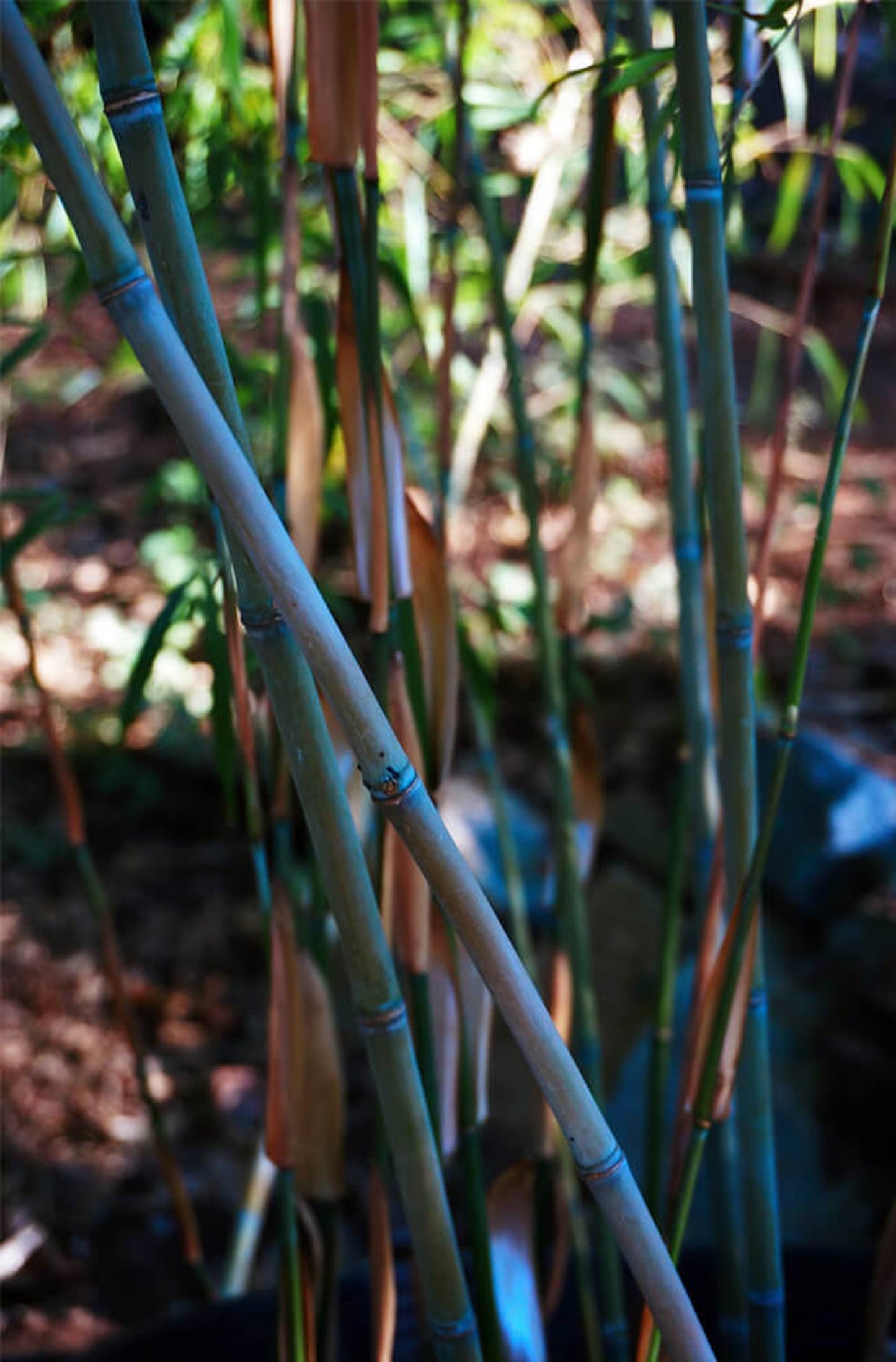 Green River 50 Colorful Clumping Bamboo Seeds - Tall Bamboo Plant Seeds for Privacy Screens & Garden Landscaping – Premium Bamboo Seeds for Planting Outdoors or in Pots – Non-Invasive Fast-Growing Lawn Plants – Seeds for Gardening & More