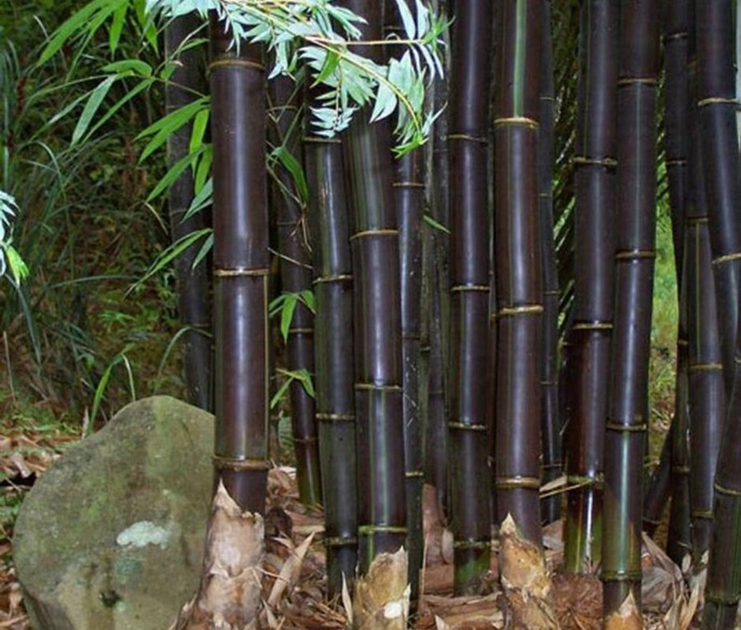 Green River 50 Black Phyllostachys Mugra Bamboo Seeds - Tall Bamboo Plant Seeds for Privacy Screens & Garden Landscaping – Premium Bamboo Seeds for Planting Outdoors or in Pots – Non-Invasive Fast-Growing Lawn Plants – Seeds for Gardening & More
