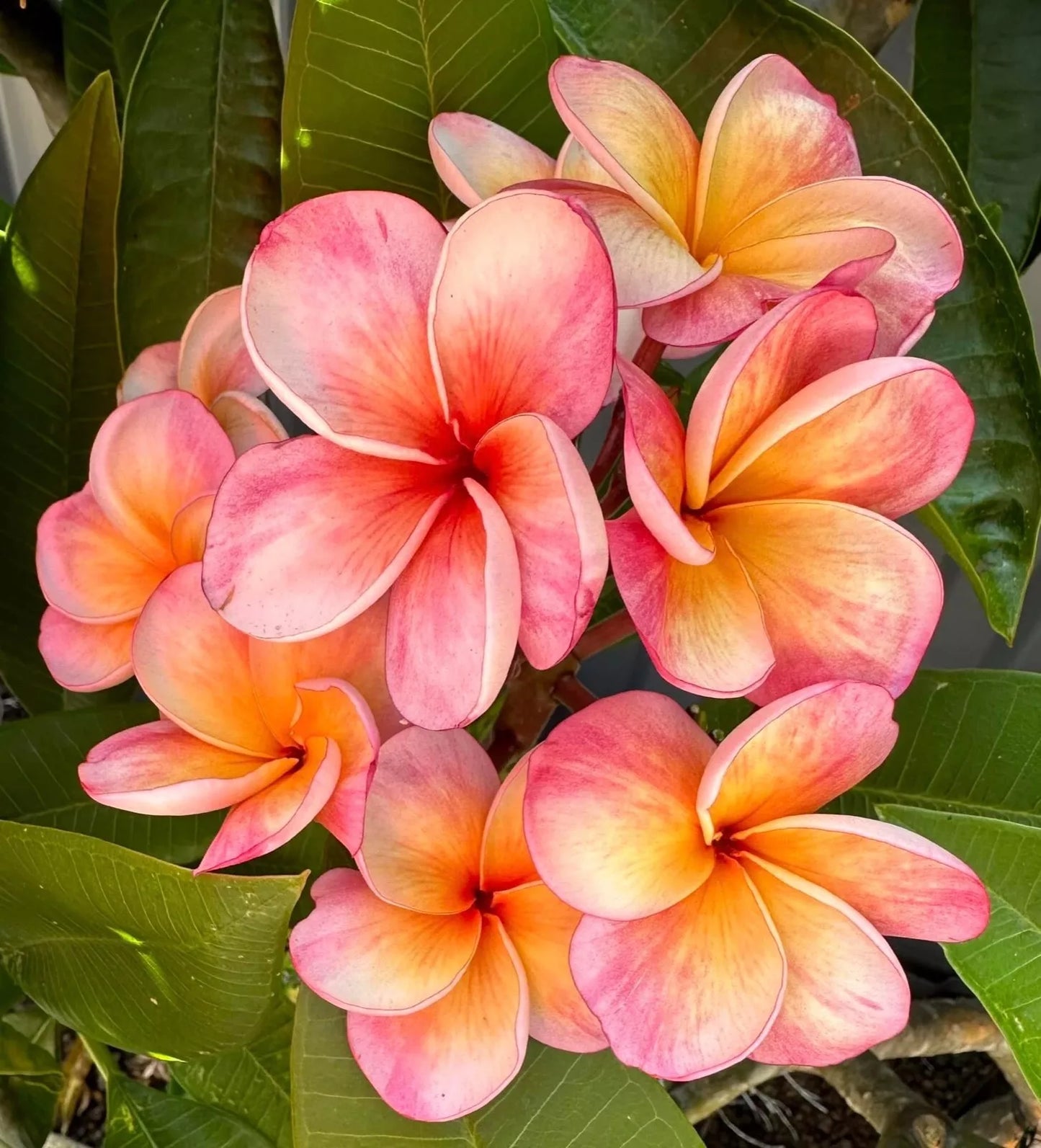Green River 5 Pink Orange Billabong Plumeria Seeds - Flower Seed Pack, Premium Tropical Blooms, Fragrant Perennial Plants for Garden Charm, Ideal for Leis and Containers