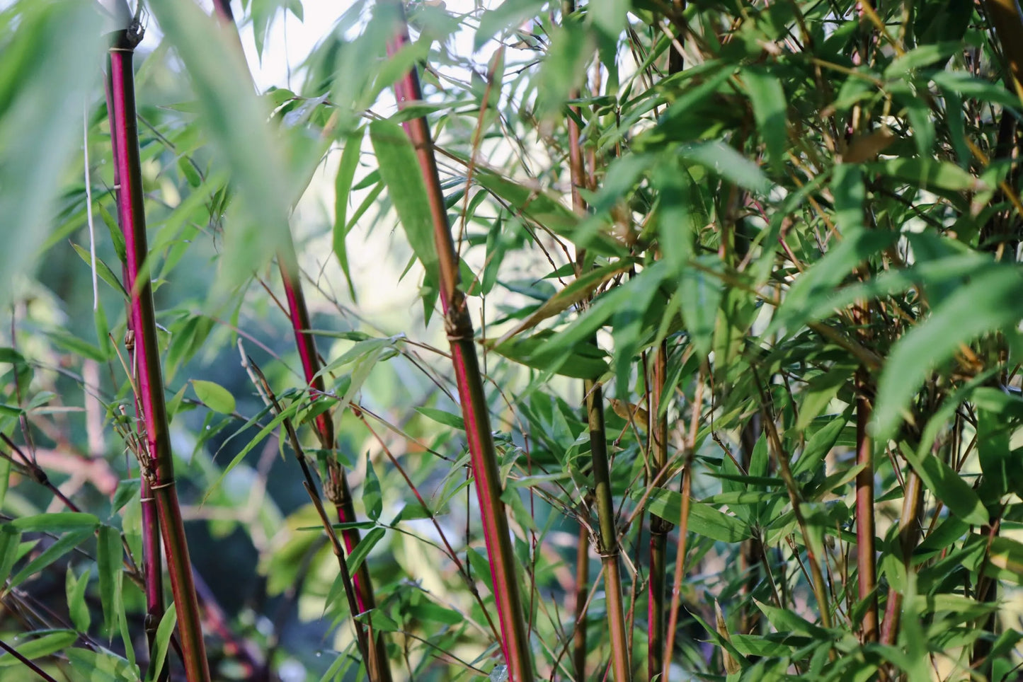 Green River 50 Candy Stripe Bamboo Seeds - Tall Bamboo Plant Seeds for Privacy Screens & Garden Landscaping – Premium Bamboo Seeds for Planting Outdoors or in Pots – Non-Invasive Fast-Growing Lawn Plants – Seeds for Gardening & More