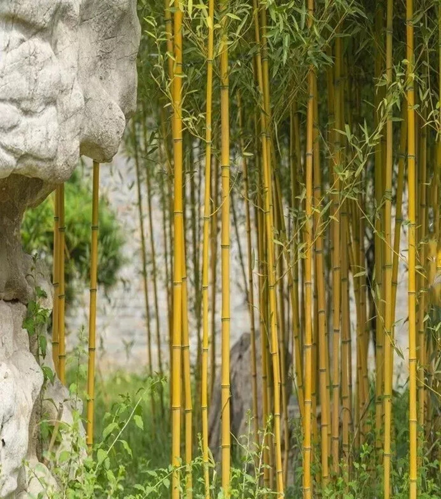 Green River 50 Yellow Crookstem Bamboo Seeds - Tall Bamboo Plant Seeds for Privacy Screens & Garden Landscaping – Premium Bamboo Seeds for Planting Outdoors or in Pots – Non-Invasive Fast-Growing Lawn Plants – Seeds for Gardening & More