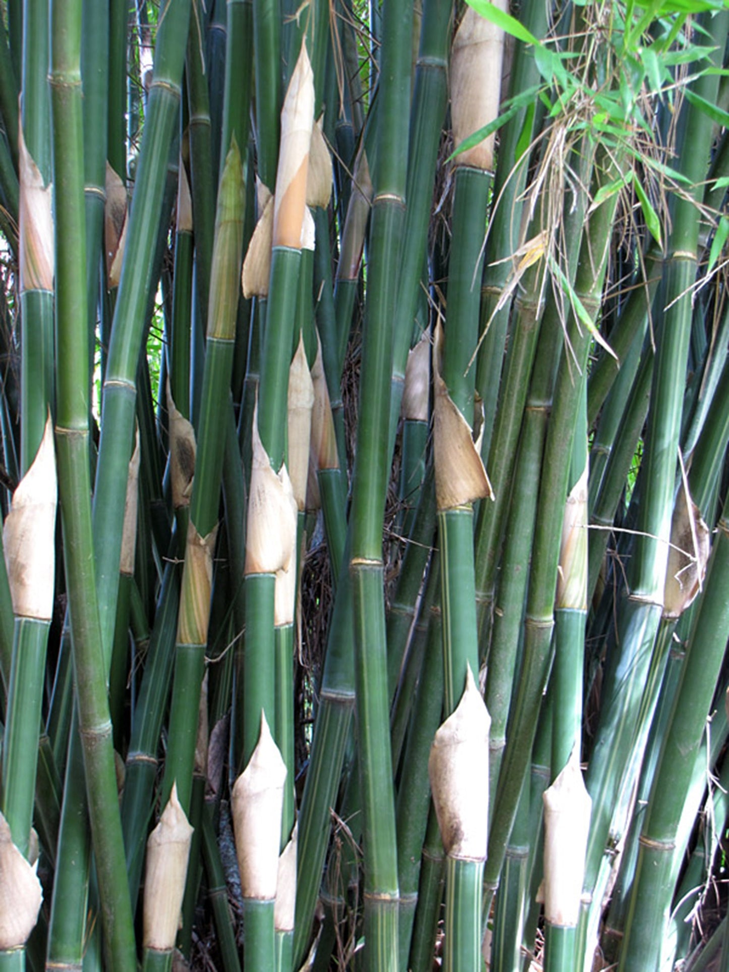 Green River 50 Silver stripe Bamboo Seeds - Tall Bamboo Plant Seeds for Privacy Screens & Garden Landscaping – Premium Bamboo Seeds for Planting Outdoors or in Pots – Non-Invasive Fast-Growing Lawn Plants – Seeds for Gardening & More