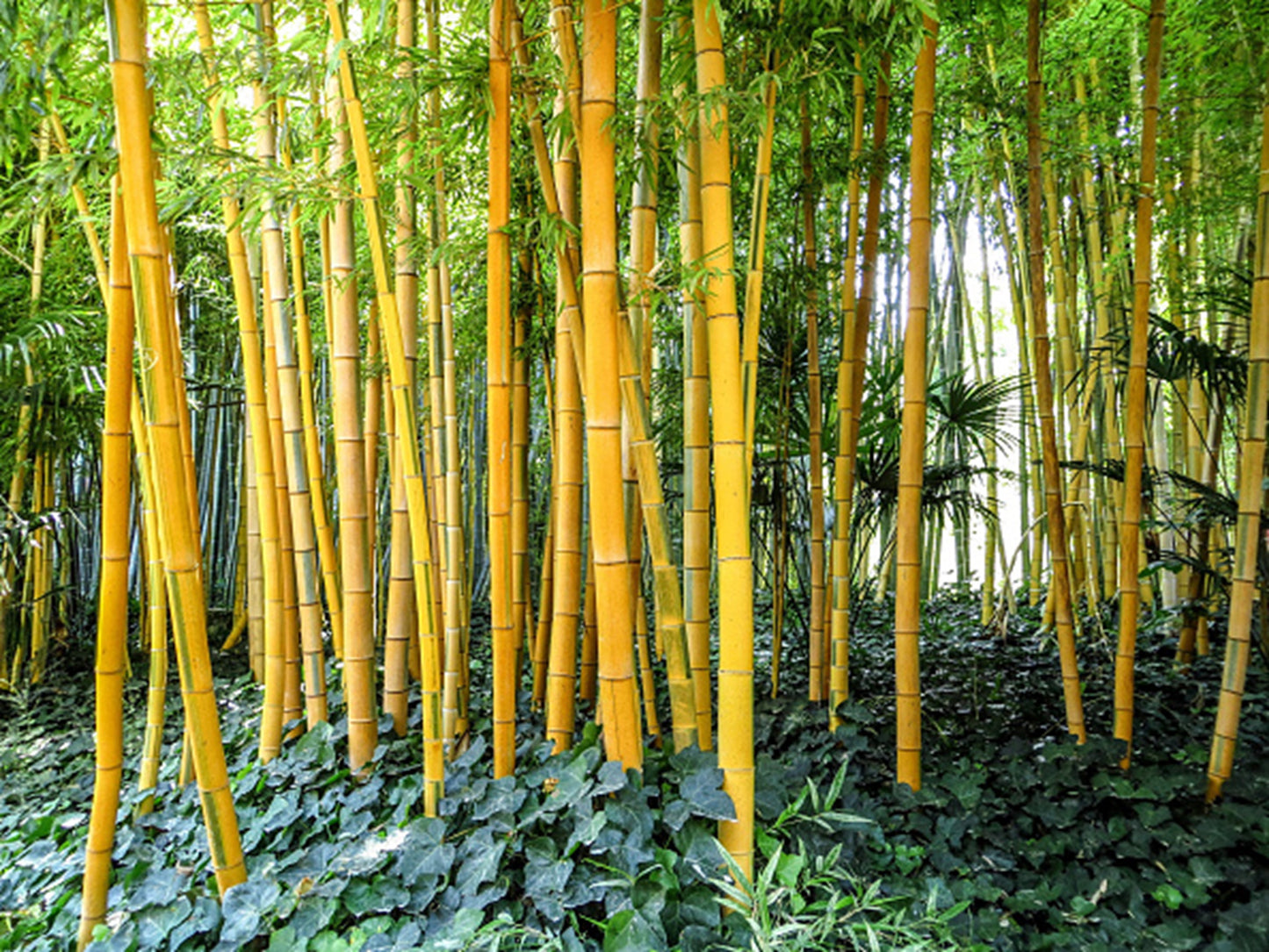 Green River 50 Golden Groove Bamboo Seeds - Tall Bamboo Plant Seeds for Privacy Screens & Garden Landscaping – Premium Bamboo Seeds for Planting Outdoors or in Pots – Non-Invasive Fast-Growing Lawn Plants – Seeds for Gardening & More