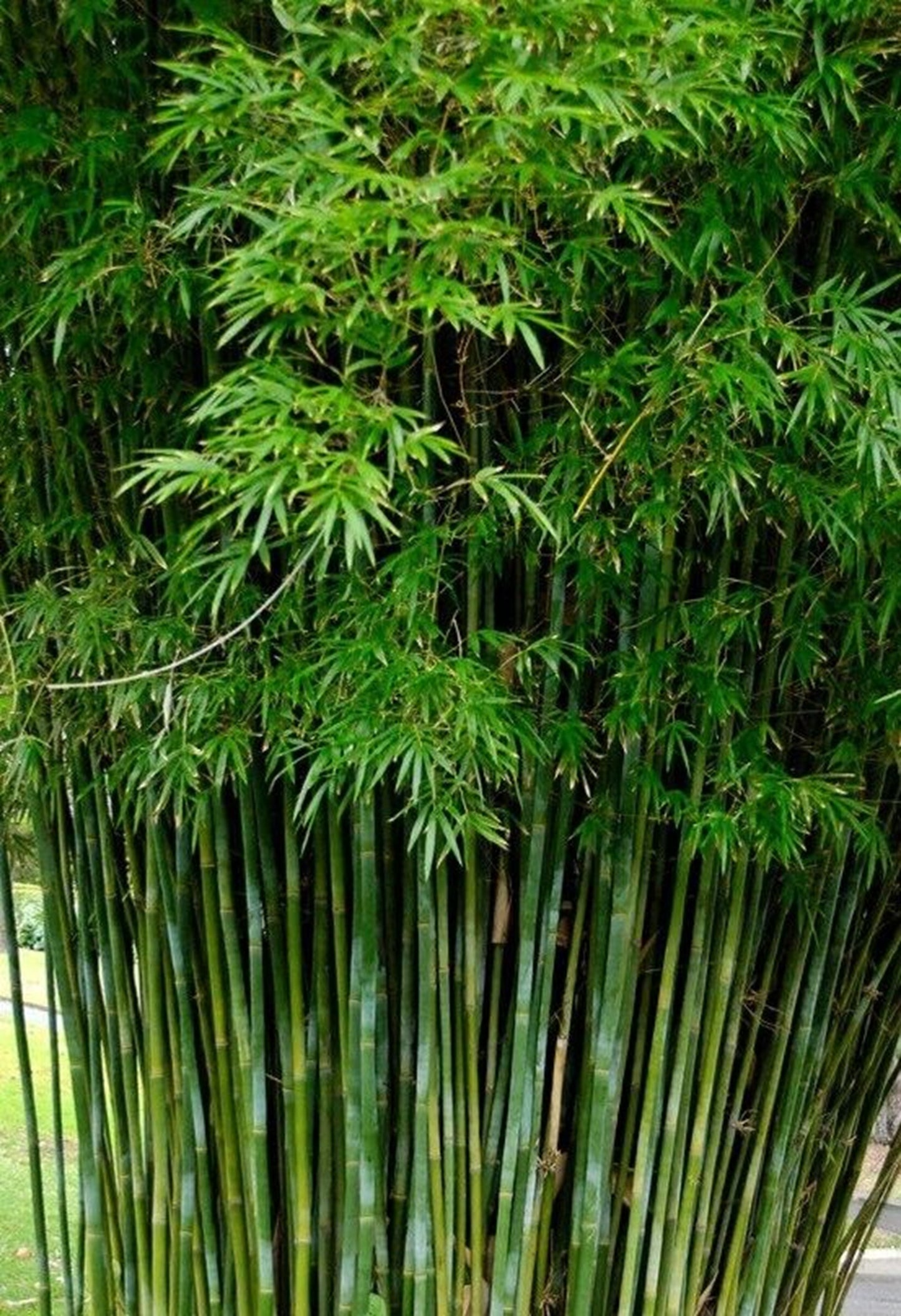 50 Seabreeze Bamboo Seeds Privacy Plant Garden Shade Exotic Screen 490 US SELLER