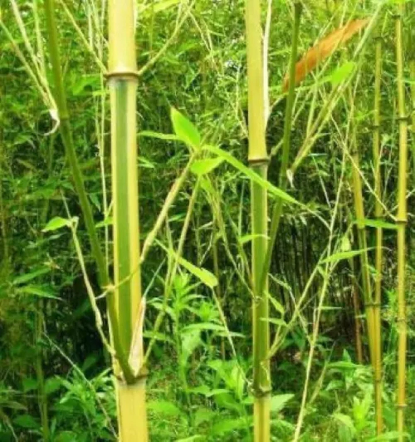 Green River 50 Spectrum Bamboo Seeds - Tall Bamboo Plant Seeds for Privacy Screens & Garden Landscaping – Premium Bamboo Seeds for Planting Outdoors or in Pots – Non-Invasive Fast-Growing Lawn Plants – Seeds for Gardening & More