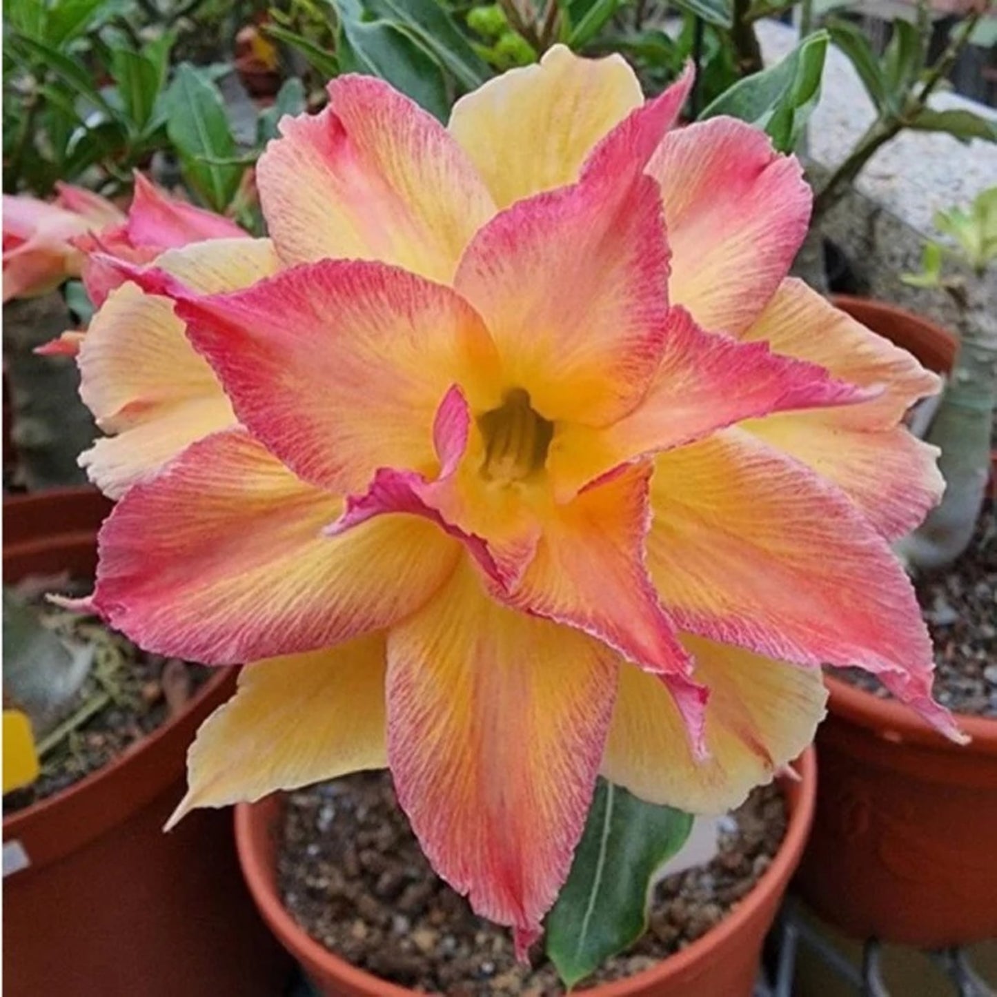 Green River 4 Carnival Desert Rose Seeds - Premium Exotic Succulent Flower Seeds for Indoor Pots Bonsai & Tropical Decor Drought-Tolerant, Easy to Grow Unique Trunk, Premium Seed Pack for Collectors