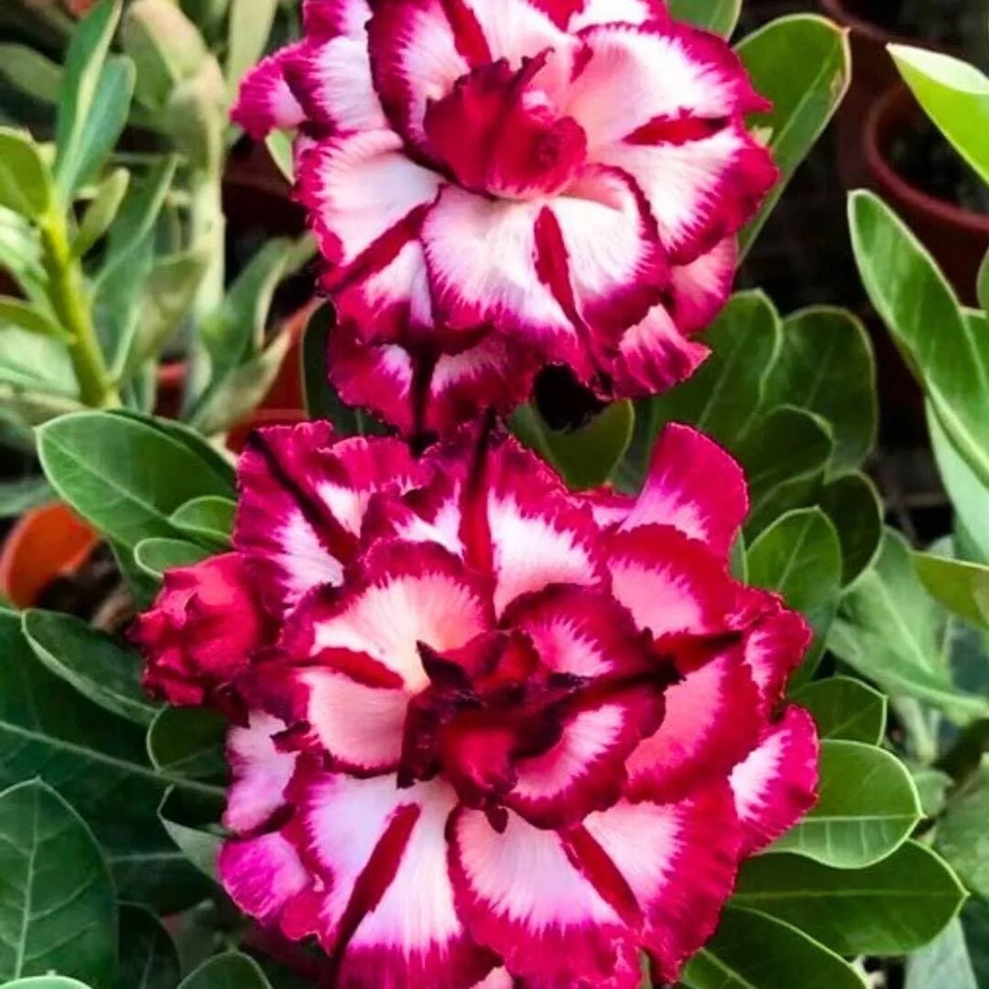 Green River 4 Magenta Cherry Desert Rose Seeds - Premium Exotic Succulent Flower Seeds for Indoor Pots Bonsai & Tropical Decor Drought-Tolerant, Easy to Grow Unique Trunk, Premium Seed Pack for Collectors