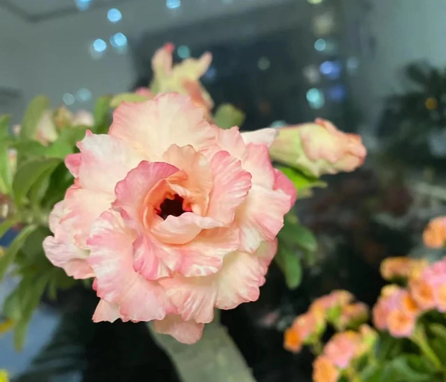 Green River 4 Peaches and Cream Desert Rose Seeds - Premium Exotic Succulent Flower Seeds for Indoor Pots Bonsai & Tropical Decor Drought-Tolerant, Easy to Grow Unique Trunk, Premium Seed Pack for Collectors