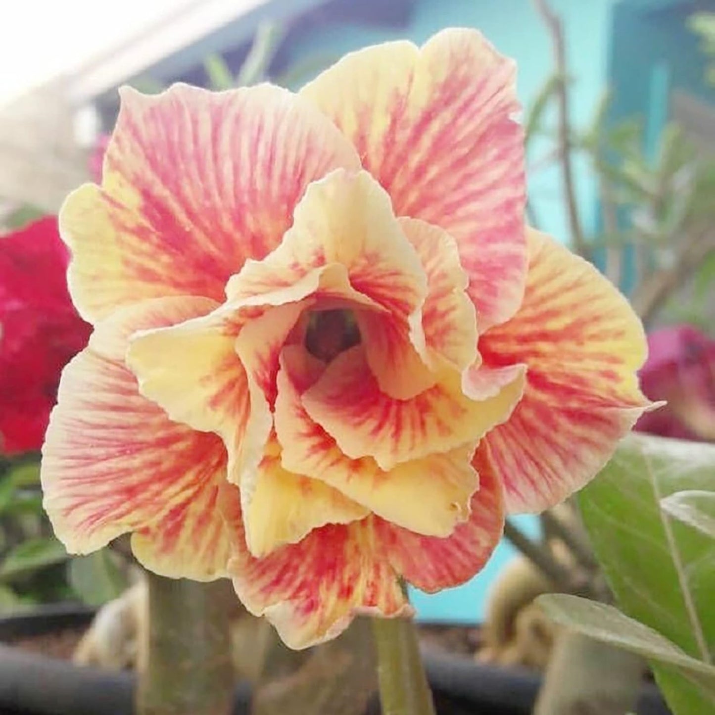Green River 4 Light Yellow Red Desert Rose Seeds - Premium Exotic Succulent Flower Seeds for Indoor Pots Bonsai & Tropical Decor Drought-Tolerant, Easy to Grow Unique Trunk, Premium Seed Pack for Collectors