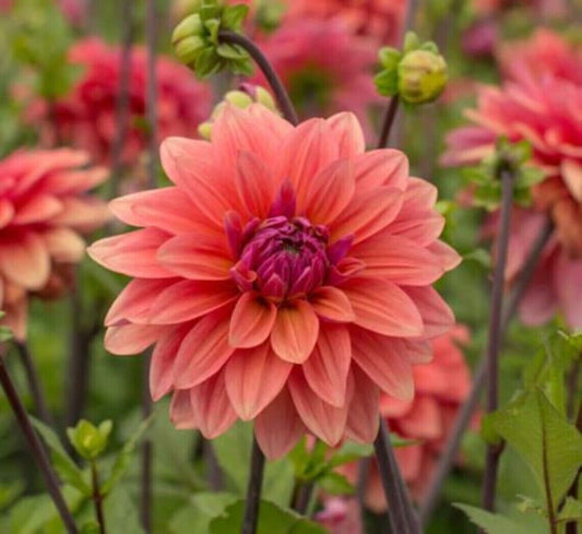 Green River American Dawn Dahlia Perennial Flowers Seeds – 25 Premium Dahlia Flower Seeds for Bouquets, Borders & Pots – Vibrant Summer Blooms with green Foliage – Full Sun Cottage Garden & Pollinator-Friendly Premium Seed Pack