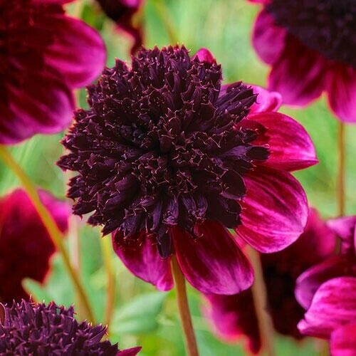 flower seeds full sun Green River Rock Star Dahlia Perennial Flowers Seeds – 25 Premium Dahl – Green River Seeds