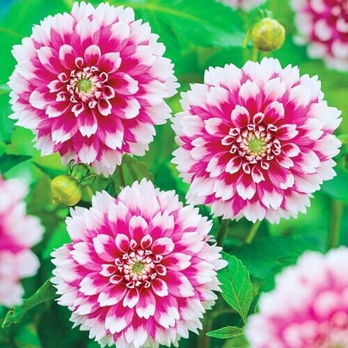 Green River Fuzzy Wuzzy Dahlia Perennial Flowers Seeds – 25 Premium Dahlia Flower Seeds for Bouquets, Borders & Pots – Vibrant Summer Blooms with green Foliage – Full Sun Cottage Garden & Pollinator-Friendly Premium Seed Pack