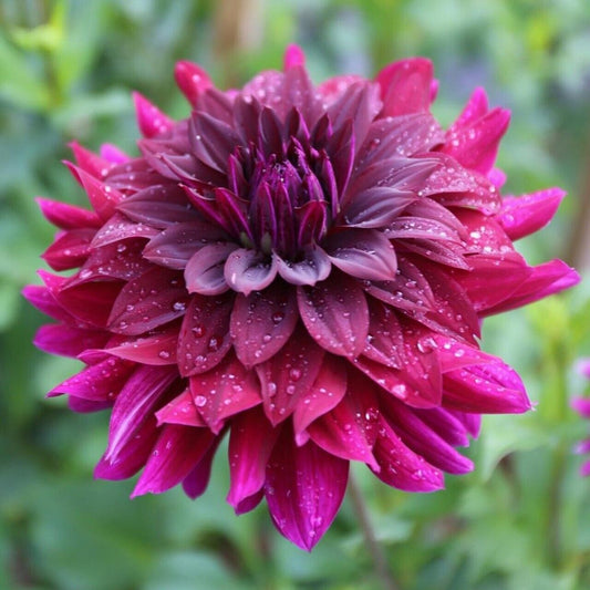 Green River Rip City Dahlia Perennial Flowers Seeds – 25 Premium Dahlia Flower Seeds for Bouquets, Borders & Pots – Vibrant Summer Blooms with green Foliage – Full Sun Cottage Garden & Pollinator-Friendly Premium Seed Pack