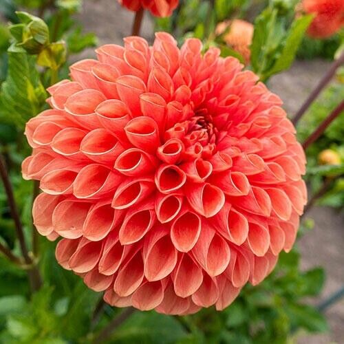 Green River Linda Dahlia Perennial Flowers Seeds – 25 Premium Dahlia Flower Seeds for Bouquets, Borders & Pots – Vibrant Summer Blooms with green Foliage – Full Sun Cottage Garden & Pollinator-Friendly Premium Seed Pack