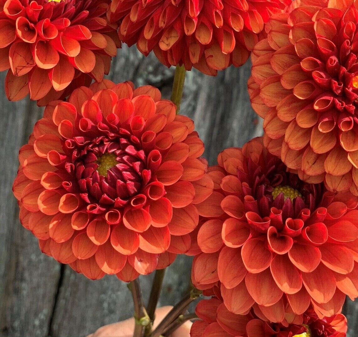 Green River Brown Sugar Dahlia Perennial Flowers Seeds – 25 Premium Dahlia Flower Seeds for Bouquets, Borders & Pots – Vibrant Summer Blooms with green Foliage – Full Sun Cottage Garden & Pollinator-Friendly Premium Seed Pack
