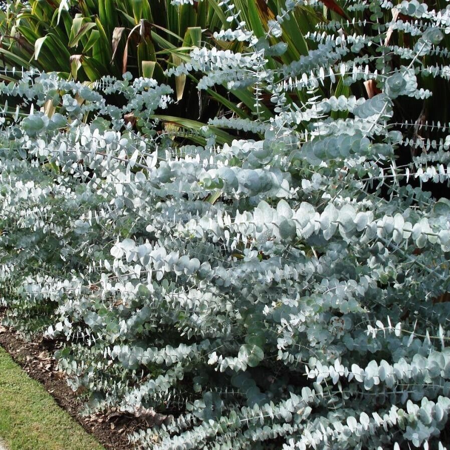 Green River 50 Baby Blue Eucalyptus Seeds – Premium Fragrant Seeds for Gardening, Bouquets & Wreaths – Fast-Growing, Drought-Tolerant Ornamental Plant – Ideal for Flower Beds, Containers & Cottage Garden Decor