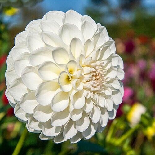 Green River Boom Boom Dahlia Perennial Flowers Seeds – 25 Premium Dahlia Flower Seeds for Bouquets, Borders & Pots – Vibrant Summer Blooms with green Foliage – Full Sun Cottage Garden & Pollinator-Friendly Premium Seed Pack