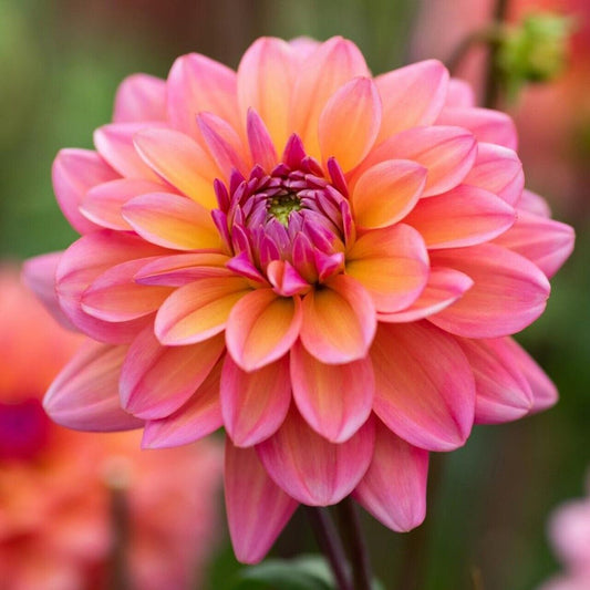 Green River Great Silence Dahlia Perennial Flowers Seeds – 25 Premium Dahlia Flower Seeds for Bouquets, Borders & Pots – Vibrant Summer Blooms with green Foliage – Full Sun Cottage Garden & Pollinator-Friendly Premium Seed Pack