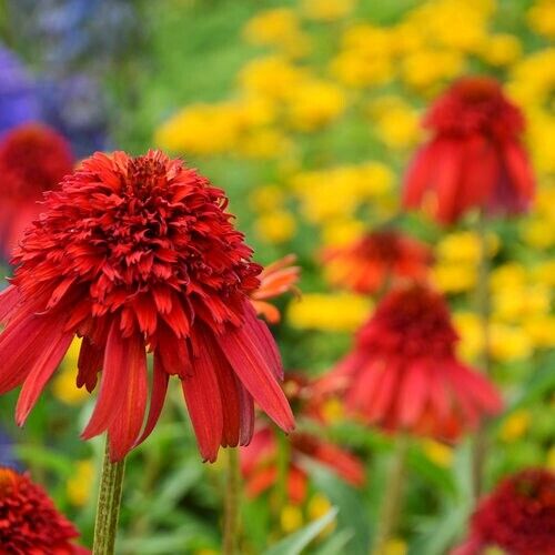Green River 50 Hot Papaya Coneflower Seeds - Drought-Tolerant Decor Seeds for Pollinator Gardens, Perennial Blooms, Ideal for Summer Conditions