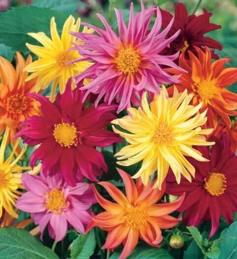 Green River Cactus Mix Dahlia Perennial Flowers Seeds – 25 Premium Dahlia Flower Seeds for Bouquets, Borders & Pots – Vibrant Summer Blooms with green Foliage – Full Sun Cottage Garden & Pollinator-Friendly Premium Seed Pack