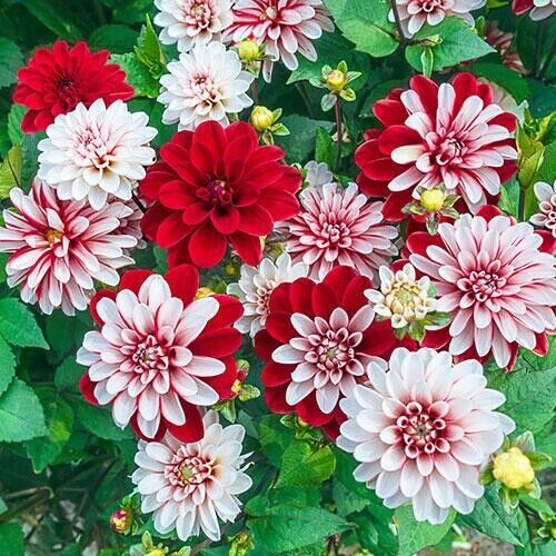 Green River Pacific Time Dahlia Perennial Flowers Seeds – 25 Premium Dahlia Flower Seeds for Bouquets, Borders & Pots – Vibrant Summer Blooms with green Foliage – Full Sun Cottage Garden & Pollinator-Friendly Premium Seed Pack