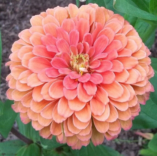 Green River Salmon Rose Dahlia Perennial Flowers Seeds – 25 Premium Dahlia Flower Seeds for Bouquets, Borders & Pots – Vibrant Summer Blooms with green Foliage – Full Sun Cottage Garden & Pollinator-Friendly Premium Seed Pack