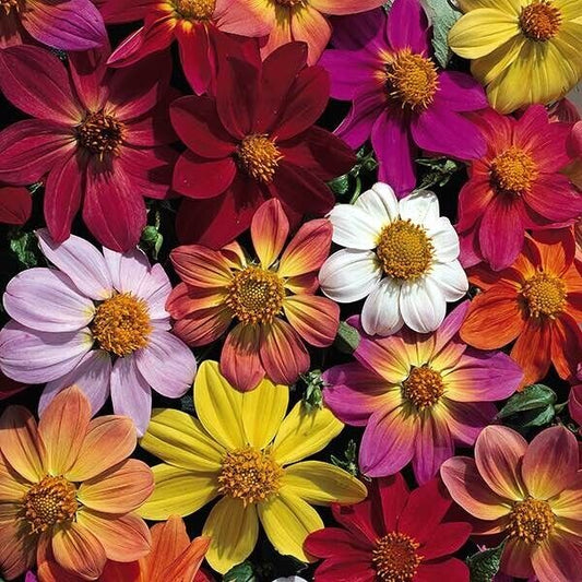 Green River Victorian Mix Dahlia Perennial Flowers Seeds – 25 Premium Dahlia Flower Seeds for Bouquets, Borders & Pots – Vibrant Summer Blooms with green Foliage – Full Sun Cottage Garden & Pollinator-Friendly Premium Seed Pack