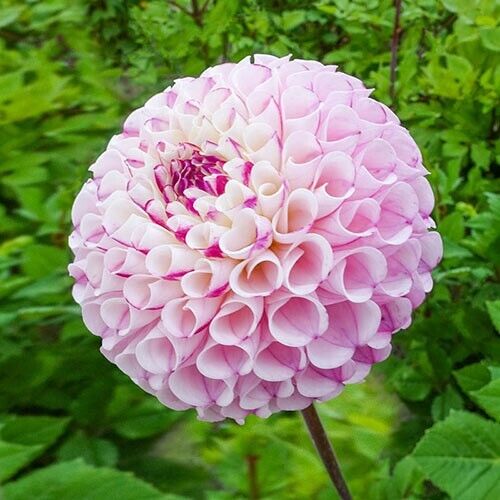 Green River Chimacum Dahlia Perennial Flowers Seeds – 25 Premium Dahlia Flower Seeds for Bouquets, Borders & Pots – Vibrant Summer Blooms with green Foliage – Full Sun Cottage Garden & Pollinator-Friendly Premium Seed Pack