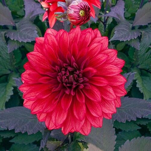 Green River Cool Flame Dahlia Perennial Flowers Seeds – 25 Premium Dahlia Flower Seeds for Bouquets, Borders & Pots – Vibrant Summer Blooms with green Foliage – Full Sun Cottage Garden & Pollinator-Friendly Premium Seed Pack