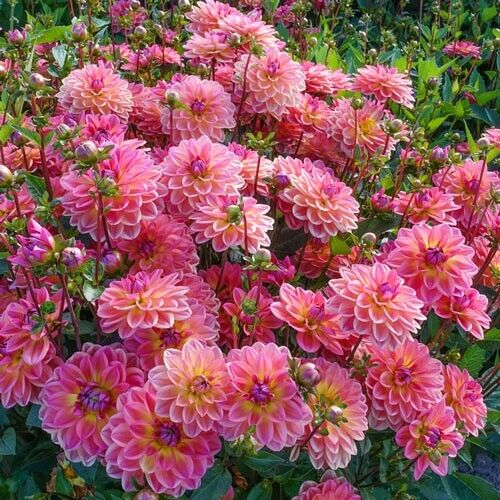 Green River Pacific View Dahlia Perennial Flowers Seeds – 25 Premium Dahlia Flower Seeds for Bouquets, Borders & Pots – Vibrant Summer Blooms with green Foliage – Full Sun Cottage Garden & Pollinator-Friendly Premium Seed Pack
