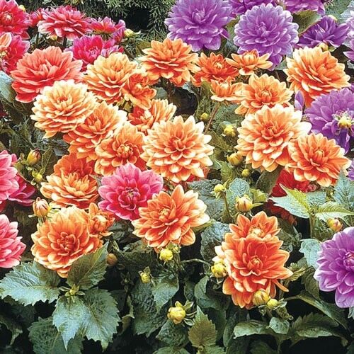 Green River Gallery Cobra Dahlia Perennial Flowers Seeds – 25 Premium Dahlia Flower Seeds for Bouquets, Borders & Pots – Vibrant Summer Blooms with green Foliage – Full Sun Cottage Garden & Pollinator-Friendly Premium Seed Pack