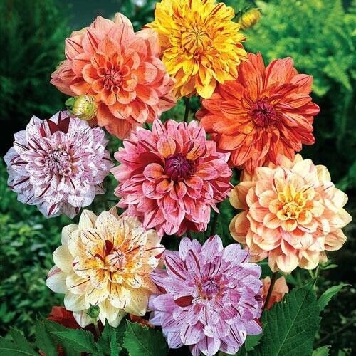 Green River Rembrandt Dahlia Perennial Flowers Seeds – 25 Premium Dahlia Flower Seeds for Bouquets, Borders & Pots – Vibrant Summer Blooms with green Foliage – Full Sun Cottage Garden & Pollinator-Friendly Premium Seed Pack
