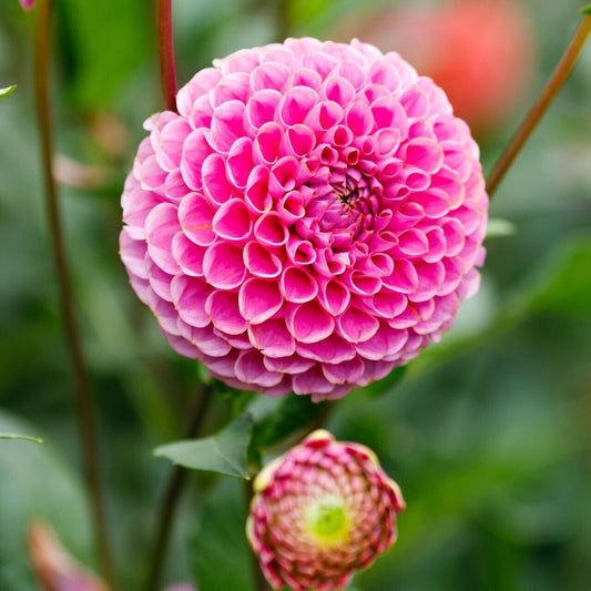 Green River Franz Kafka Dahlia Perennial Flowers Seeds – 25 Premium Dahlia Flower Seeds for Bouquets, Borders & Pots – Vibrant Summer Blooms with green Foliage – Full Sun Cottage Garden & Pollinator-Friendly Premium Seed Pack