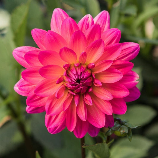 Green River Karisha Dahlia Perennial Flowers Seeds – 25 Premium Dahlia Flower Seeds for Bouquets, Borders & Pots – Vibrant Summer Blooms with green Foliage – Full Sun Cottage Garden & Pollinator-Friendly Premium Seed Pack